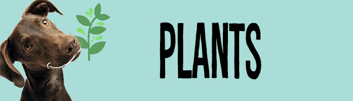 poisonous plants